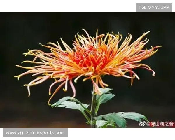 逆境中涅槃重生，绝杀现场精彩回放！，逆境中涅磐重生作文